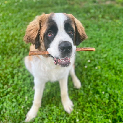 Thick Bully Sticks - 12 Inch